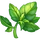 Ingredient-Basil