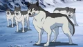 Wolves.png