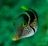 Canthigaster valentini 1