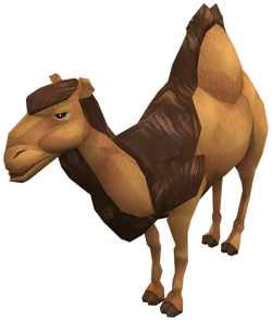 Camel