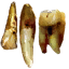 Tw2 ingredient bruxateeth.png (5 KB) Tw2 ingredient bruxateeth