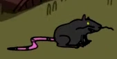 Rat in the Opening
