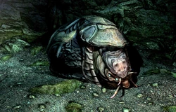 Shellbug