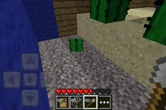 PocketedtionCactus