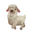 Angora Goat