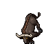 Water Buffalo