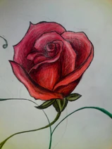Red Rose