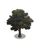 Gharqad Tree-icon