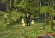 FF8ChocoboForest