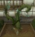Wild jade vine