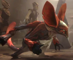 Unidentified Momong