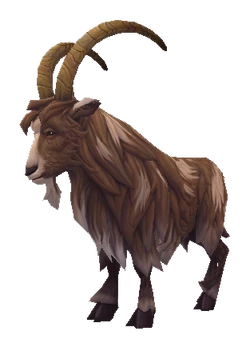 Goat