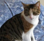 Cat2