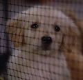 Puppy, 2365.jpg
