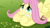 Fluttershy chewing on her hoofs S3E5