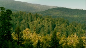 1x1forestOfDean