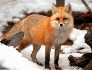 Fox gl