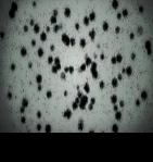 Viral Agents (9 KB) Viral Agents