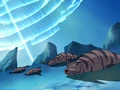 Tiger seal.png