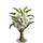 Sugar Tree-icon