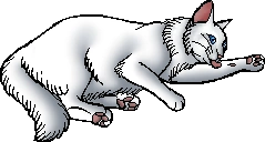 Cloudtail.kittypet