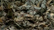 Snake in chupacabra