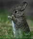 Bunny gift