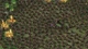 Zerg Rush