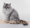 Mosswhisker