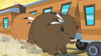 Buffalo Bumping Train S1E21