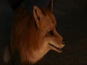 Mr. fox