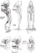 Glukkon anatomy concept