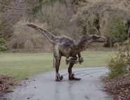 NewWorldUtahraptor