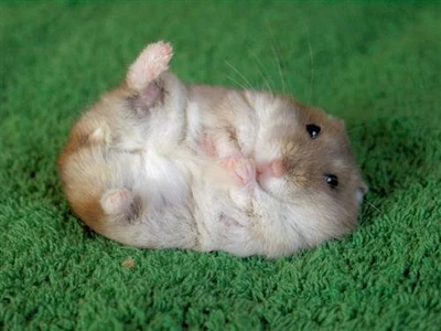 Cute hamster
