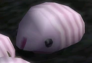 Female Sheargrub
