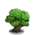 Big Bear Tree-icon