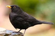 Common Blackbird by David Friel