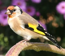De Stieglitz lat Carduelis carduelis