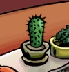 Cacti