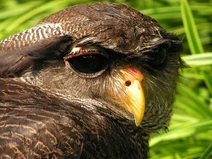 Bubo sumatranus (Barred Eagle Owl)