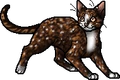 Spottedleaf.apprentice