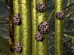 Punga seeds on Mother Punga