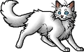 Snowfur.apprentice