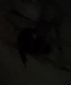 B'hala bat.jpg