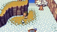 Snow