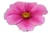 FFXIII2 Adornment - Pink Flower