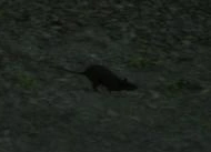 RAT!
