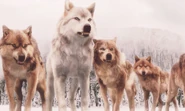 Wolves