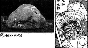 SBS66 5 Blobfish
