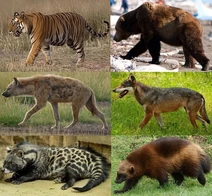 Order Carnivora